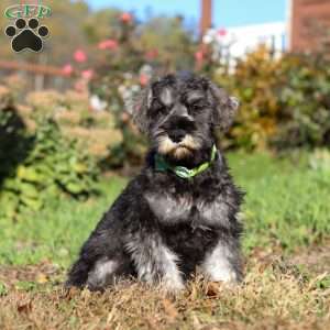 Ethan, Miniature Schnauzer Puppy